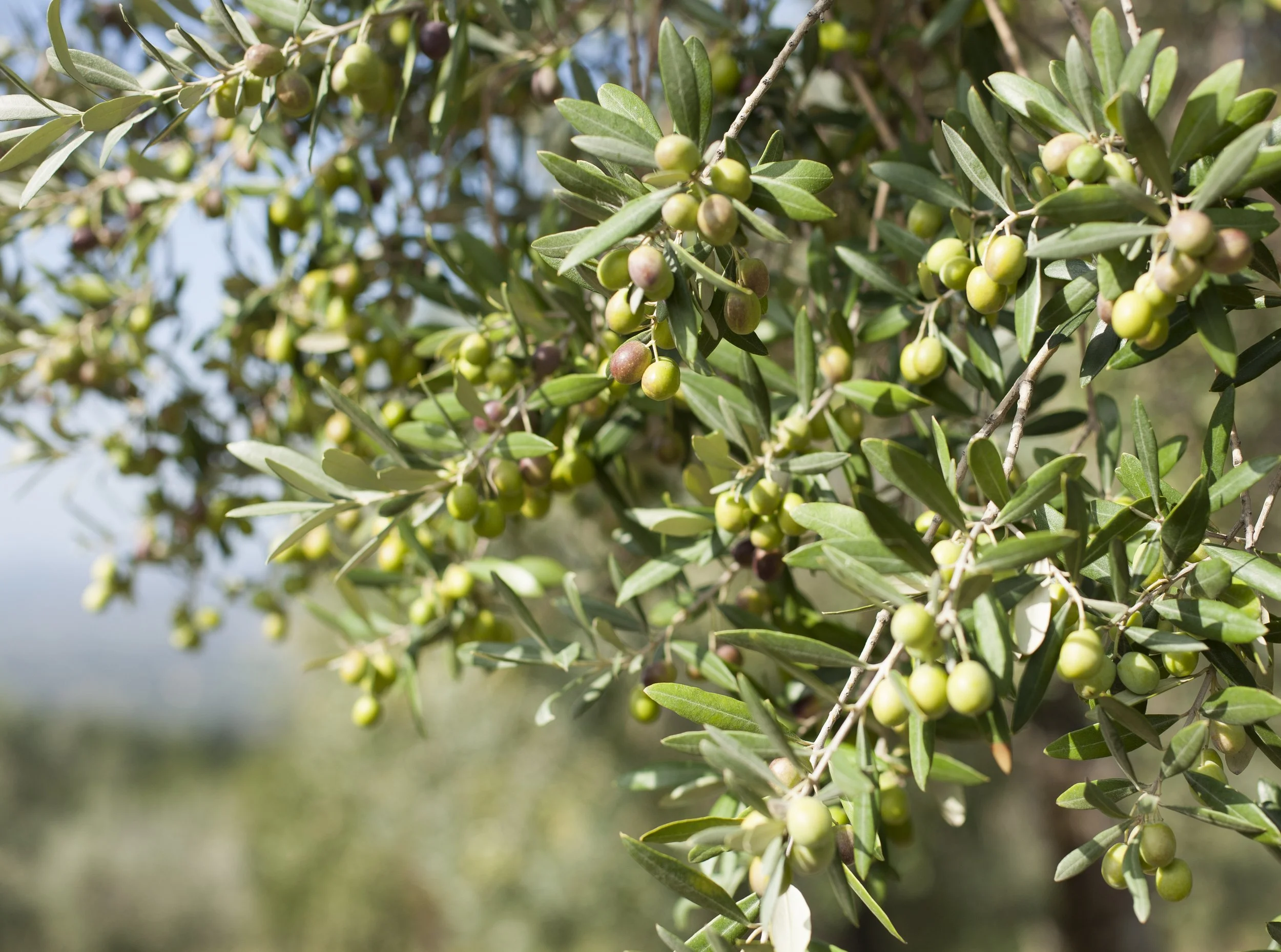 Collana Verde EVOO 500ml Harvest 2025 — Collana Verde